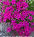 Tufted phlox
